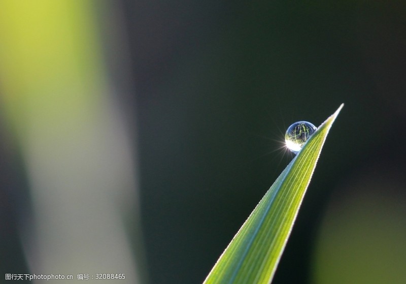 惊蛰节图片素材