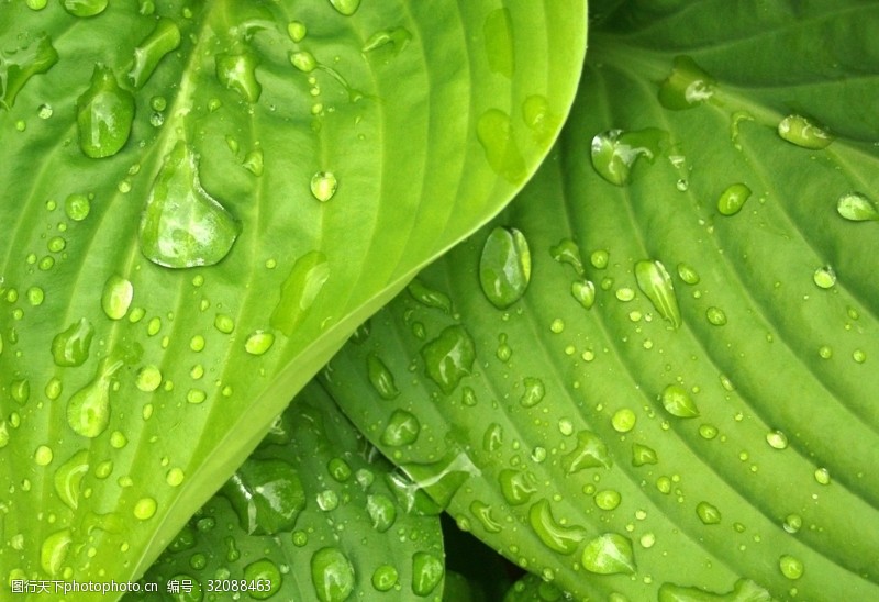 惊蛰节图片素材