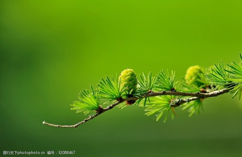 惊蛰节图片素材