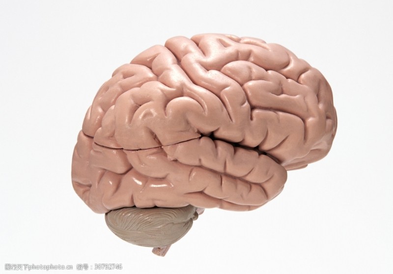 大脑神经生物学大脑