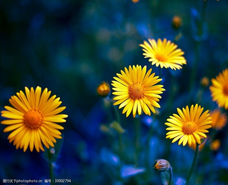 自然的背景虚化黄色花朵