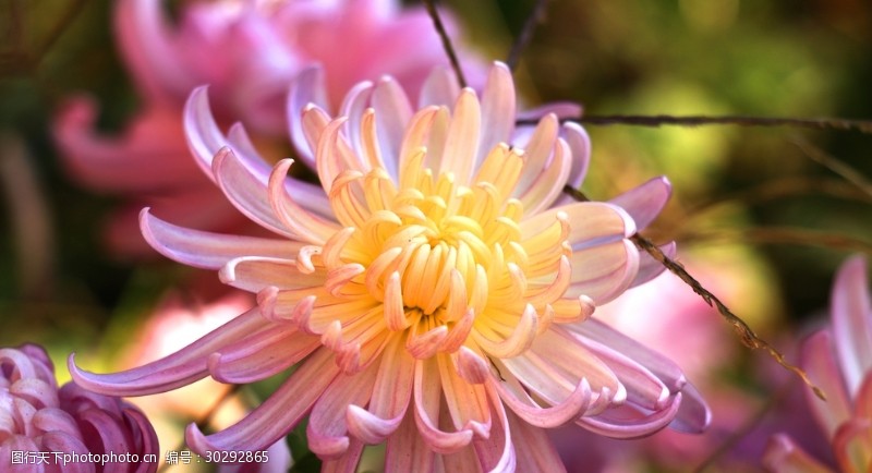 重阳节粉色的菊花