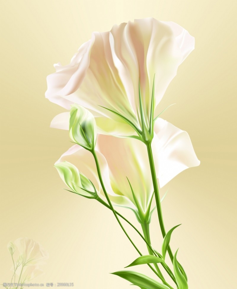 白色花背景图片免费下载 白色花背景素材 白色花背景模板 图行天下素材网