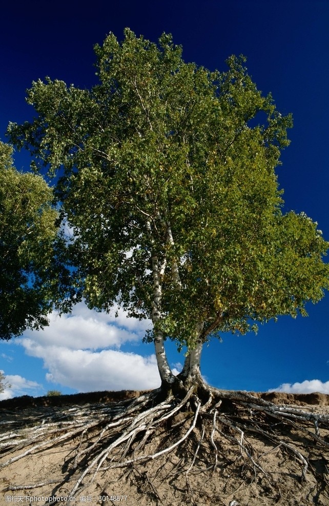 平衡木树