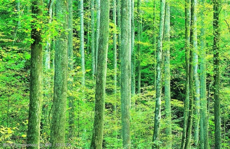 平衡木树林