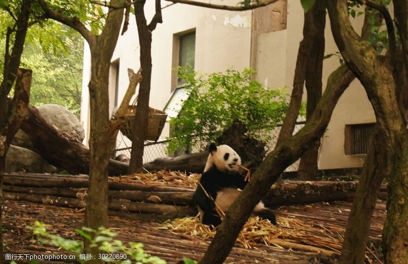 繁育基地大熊猫