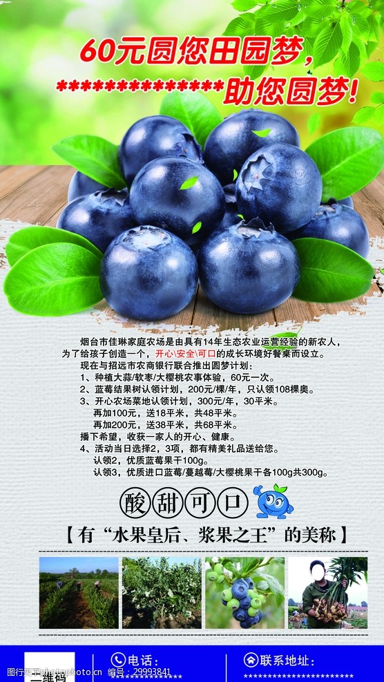 水果之王蓝莓