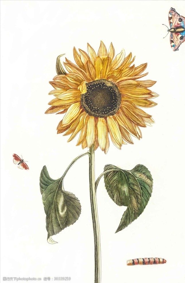 黄色花朵手绘向日葵