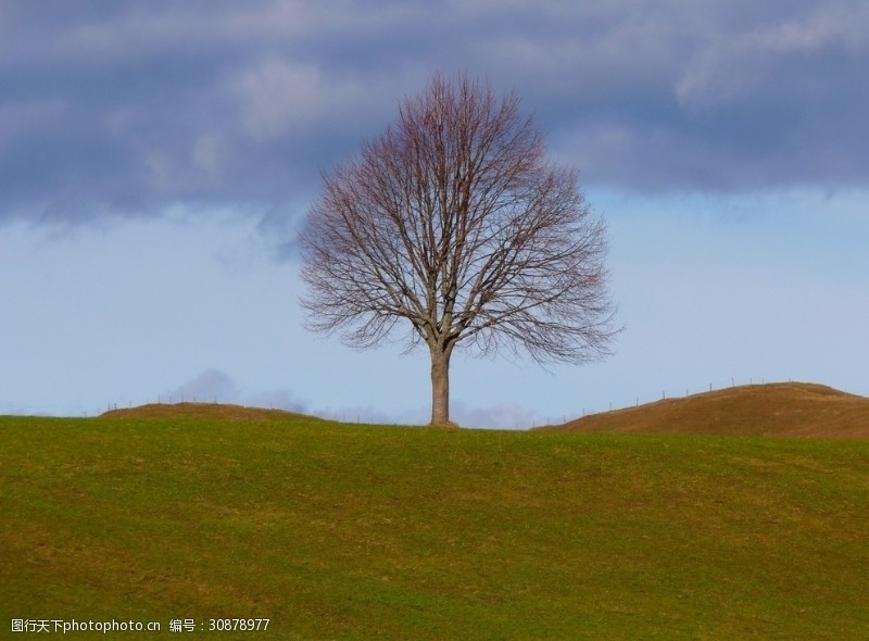 孤寂一棵树