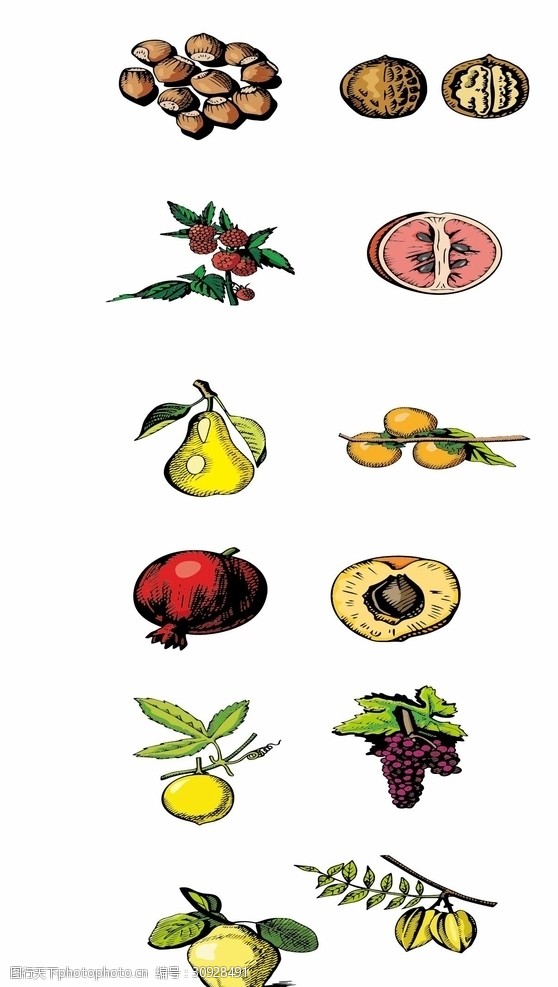 卡通石榴水果
