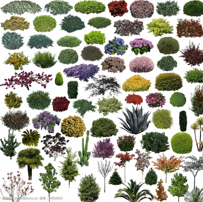 ps效果图后期效果图素材植物很多的植物灌木
