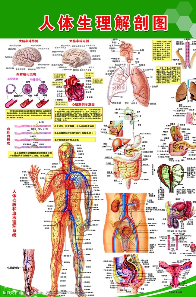 生殖器解剖图人体生理解剖图