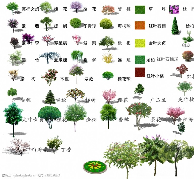 ps效果图后期效果图素材植物很多的植物小乔木