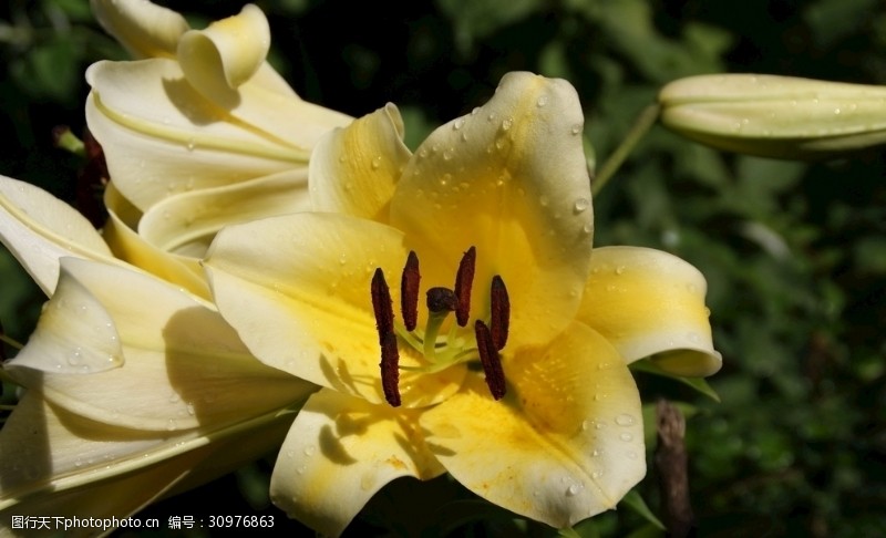 野生百合花清晨黄色百合花