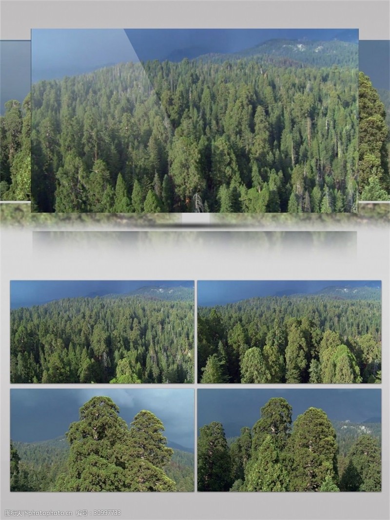 保护区中国保护自然区森林视频音效