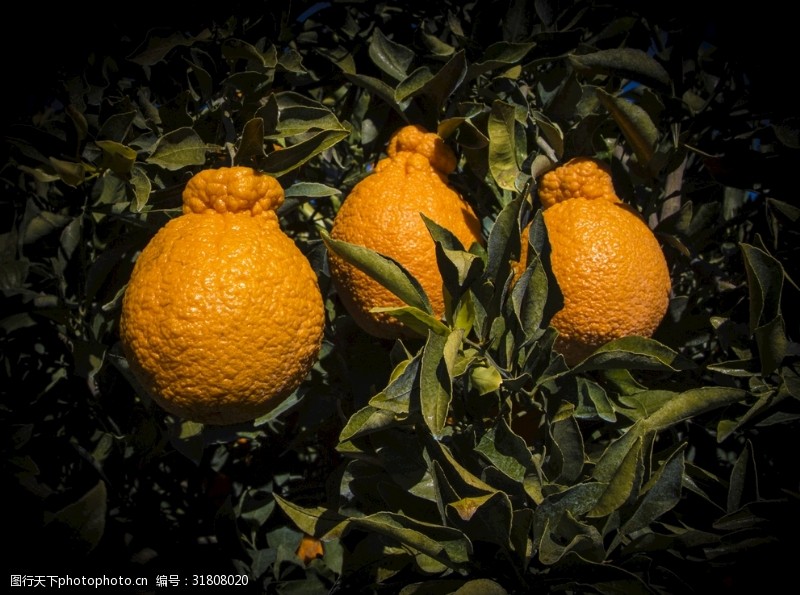 橙子澳洲丑橘