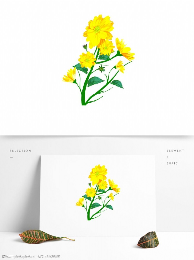 写实卡通植物金盏菊菊花