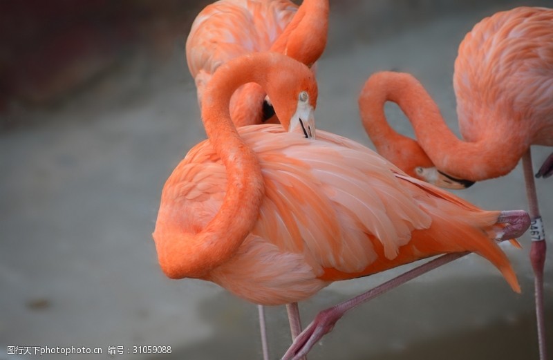 红棕榈火烈鸟摄影