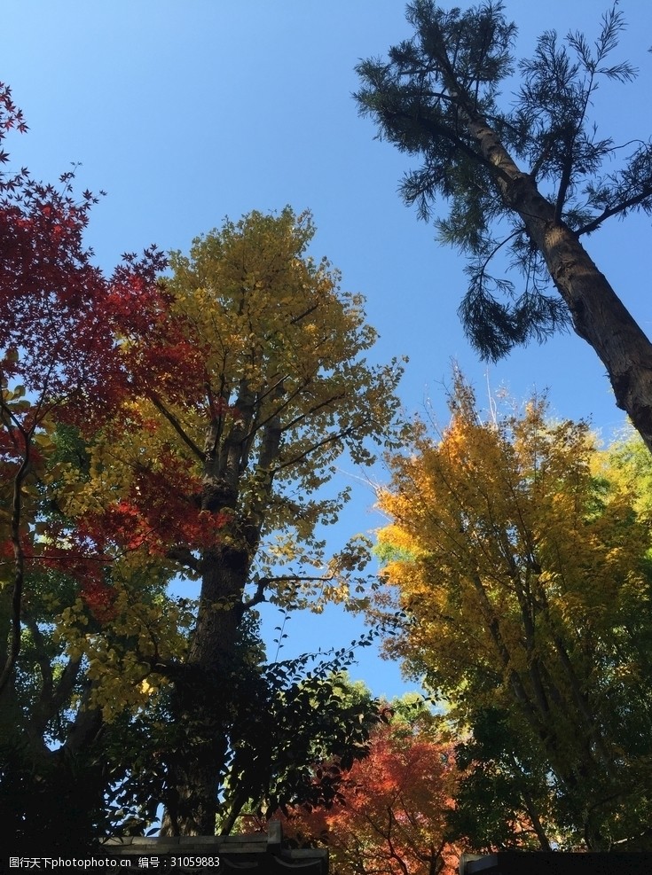 日本日本枫树秋色缤纷