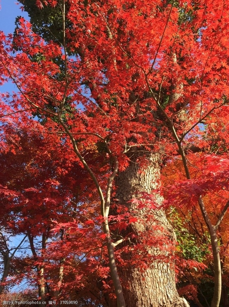 日本日本枫树秋色浓