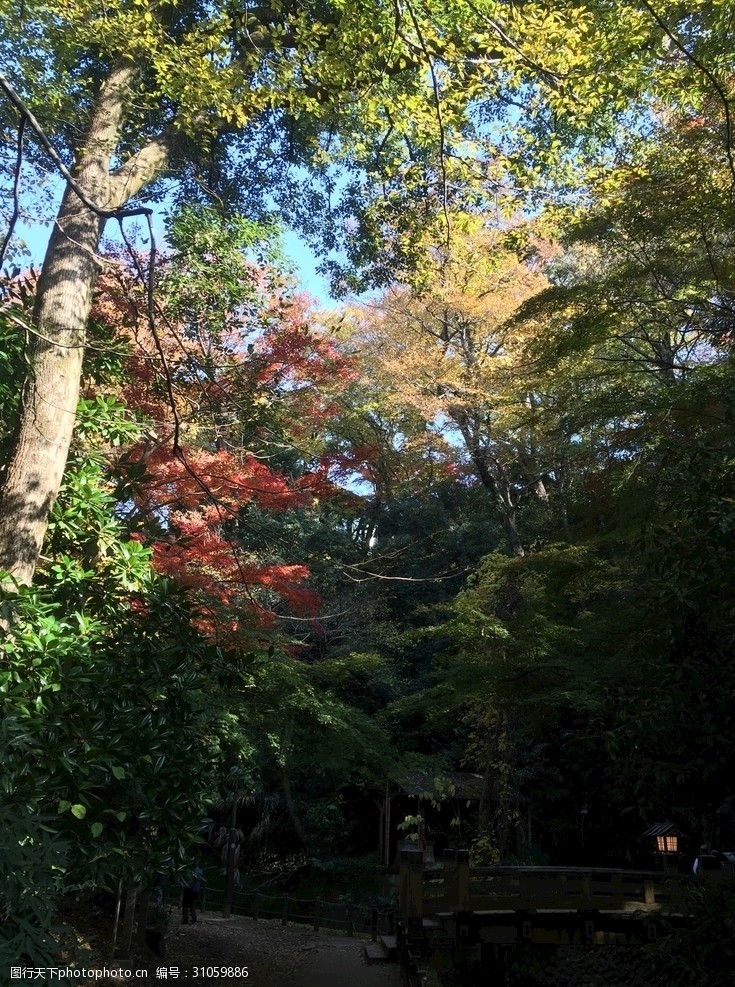 日本日本枫树深林人家