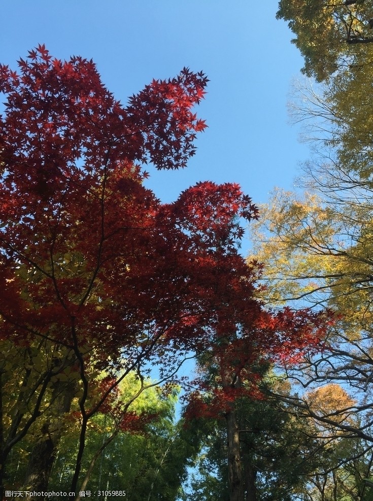 日本日本枫树相映成趣