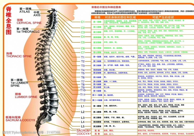 脊柱脊椎全息图