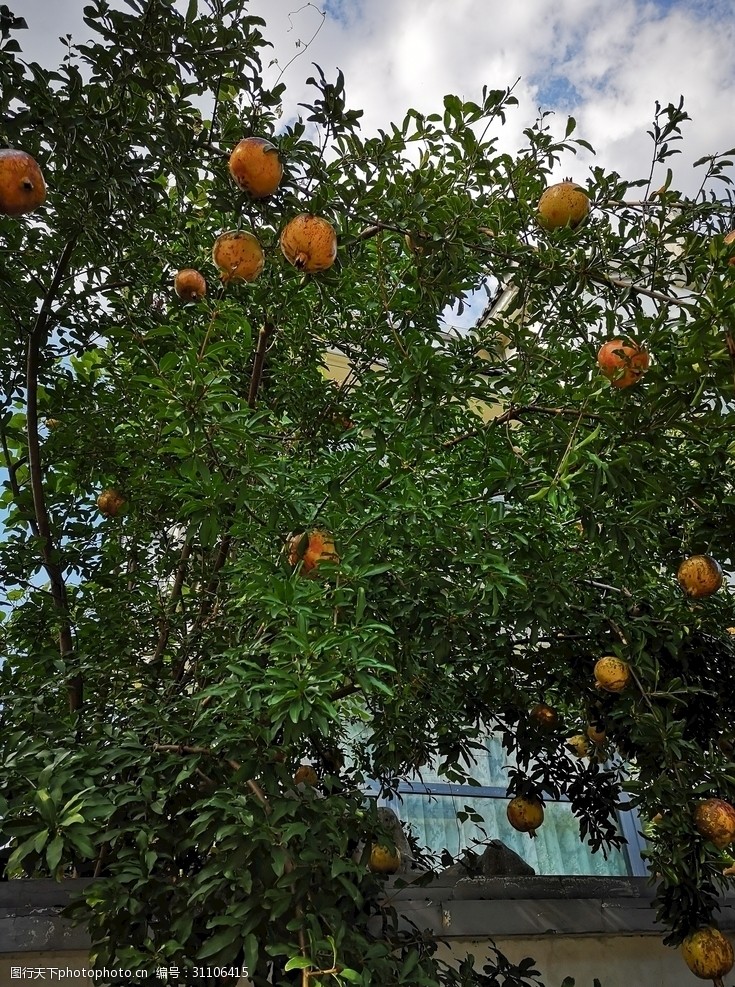 桔子橘子树