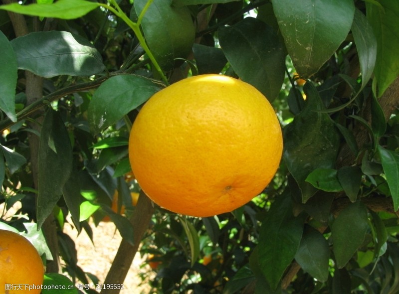 桔子橙子