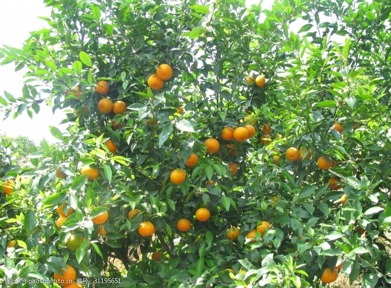 桔子橙子树