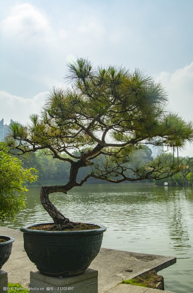 仿古花盆松盆景