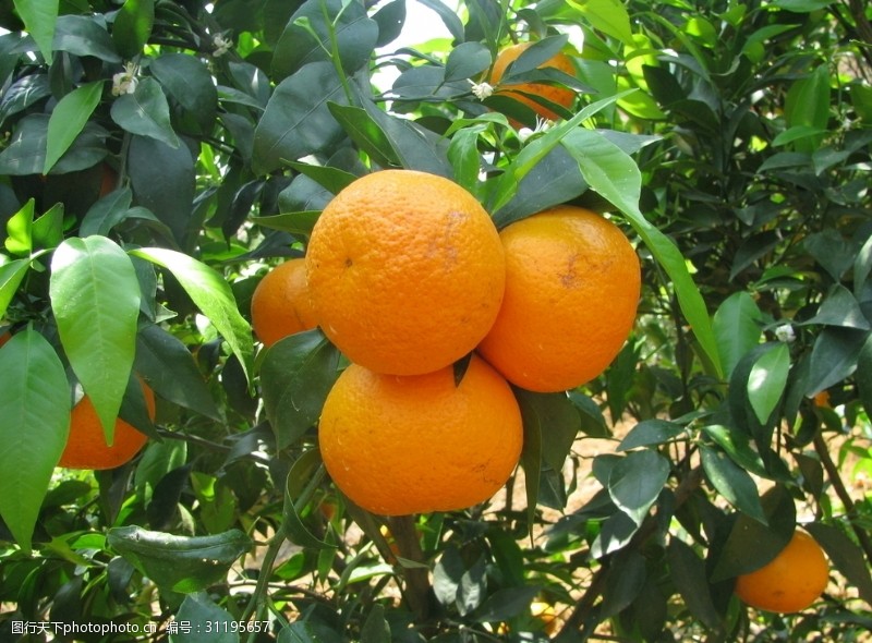 桔子甜橙