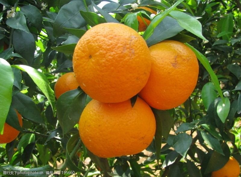 桔子甜橙