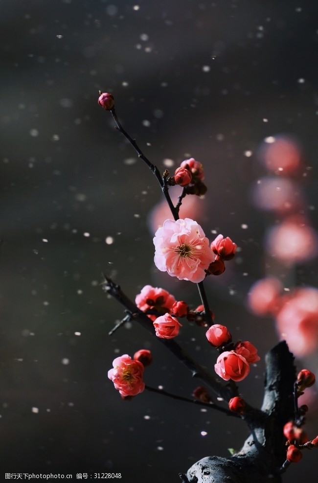 红菊花寒梅傲雪