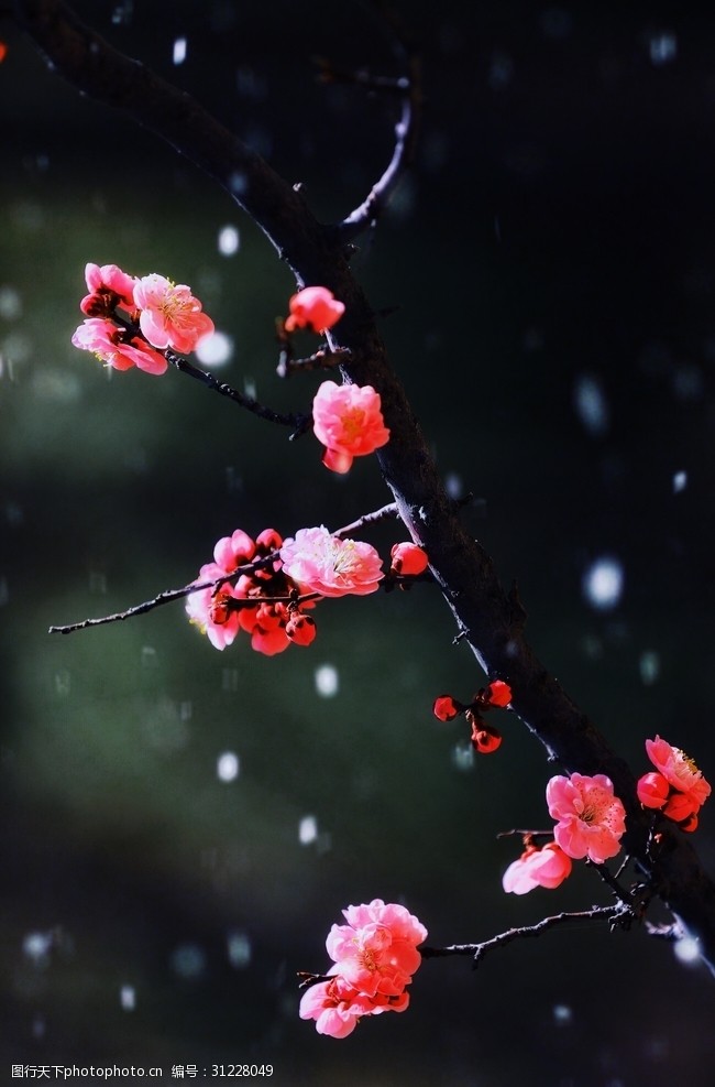 红菊花寒梅傲雪