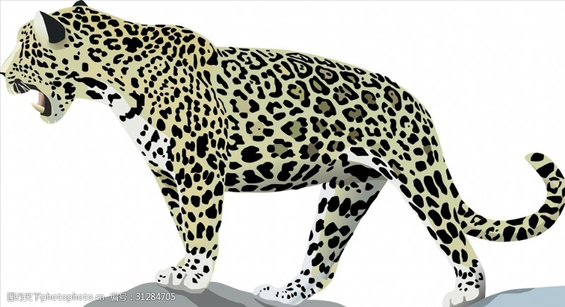 哺乳动物豹矢量素材