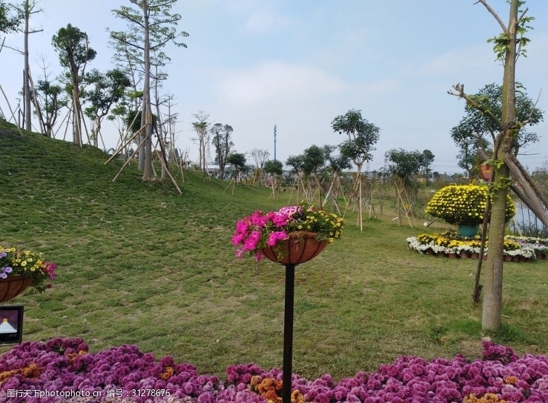 红菊花花园