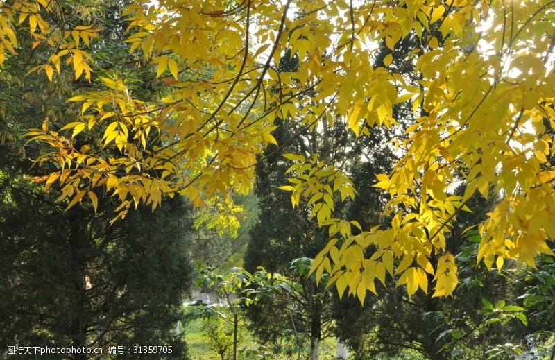 秋天来了叶子变金黄了