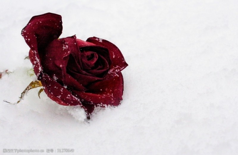 颓废背景雪地里的玫瑰花