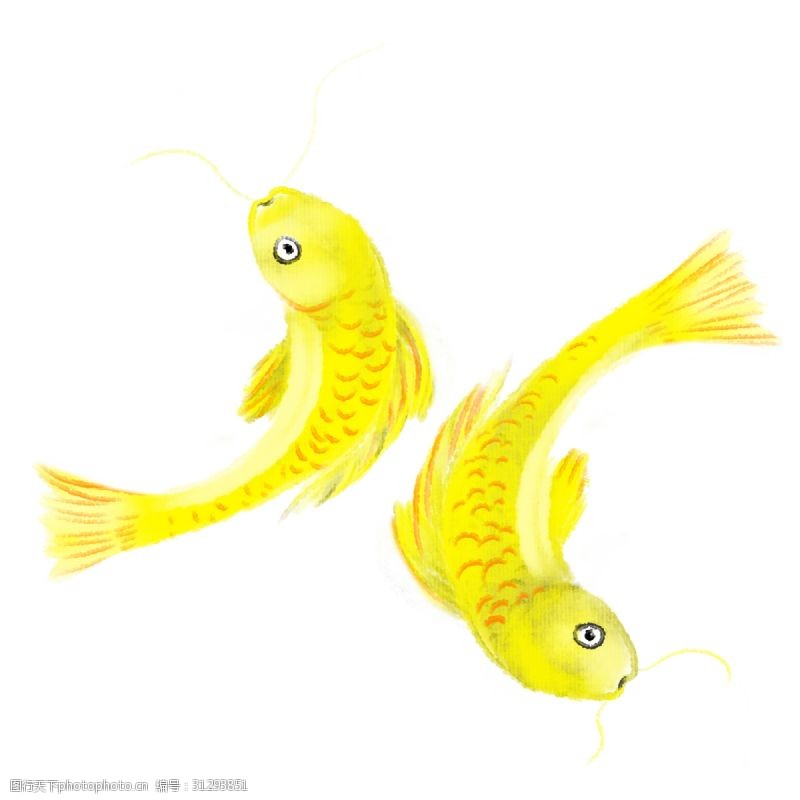 两条金鱼手绘黄色金鱼插画