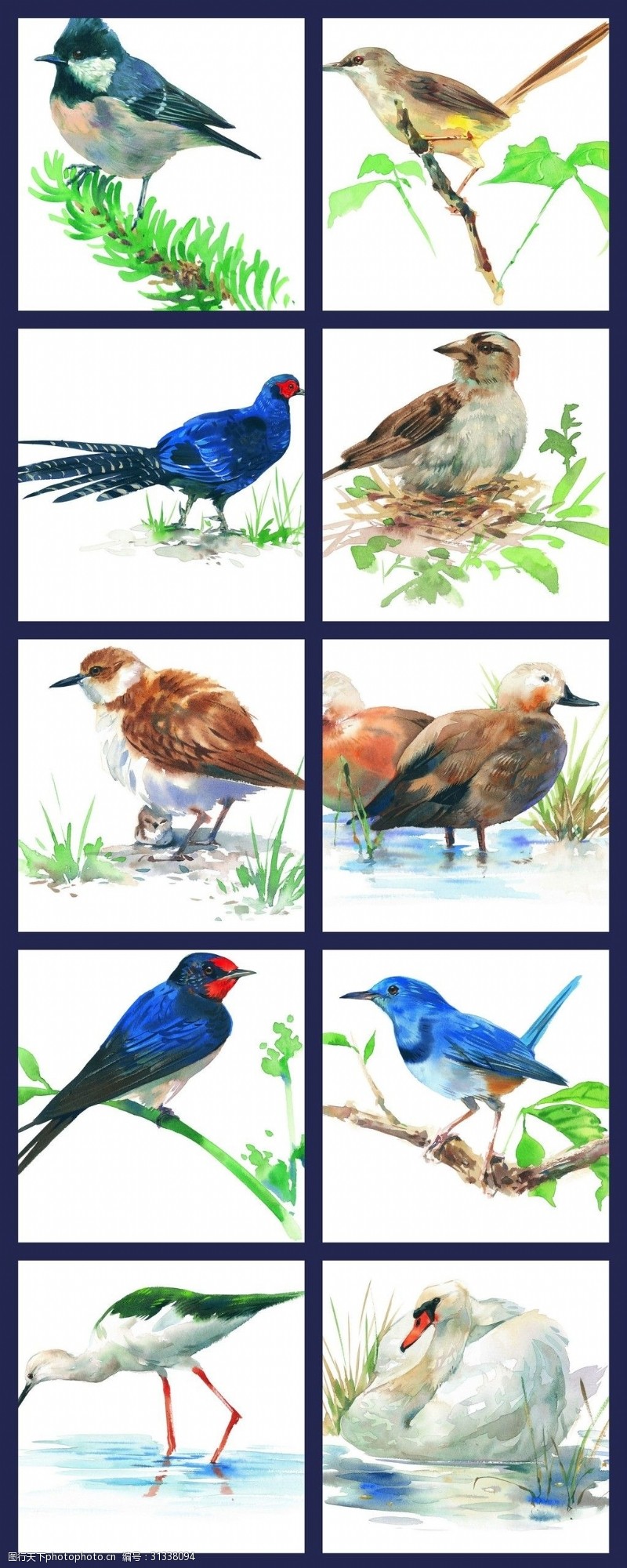 小鸟等彩绘鸟类飞禽素材收集绘画五颜六色各类鸟
