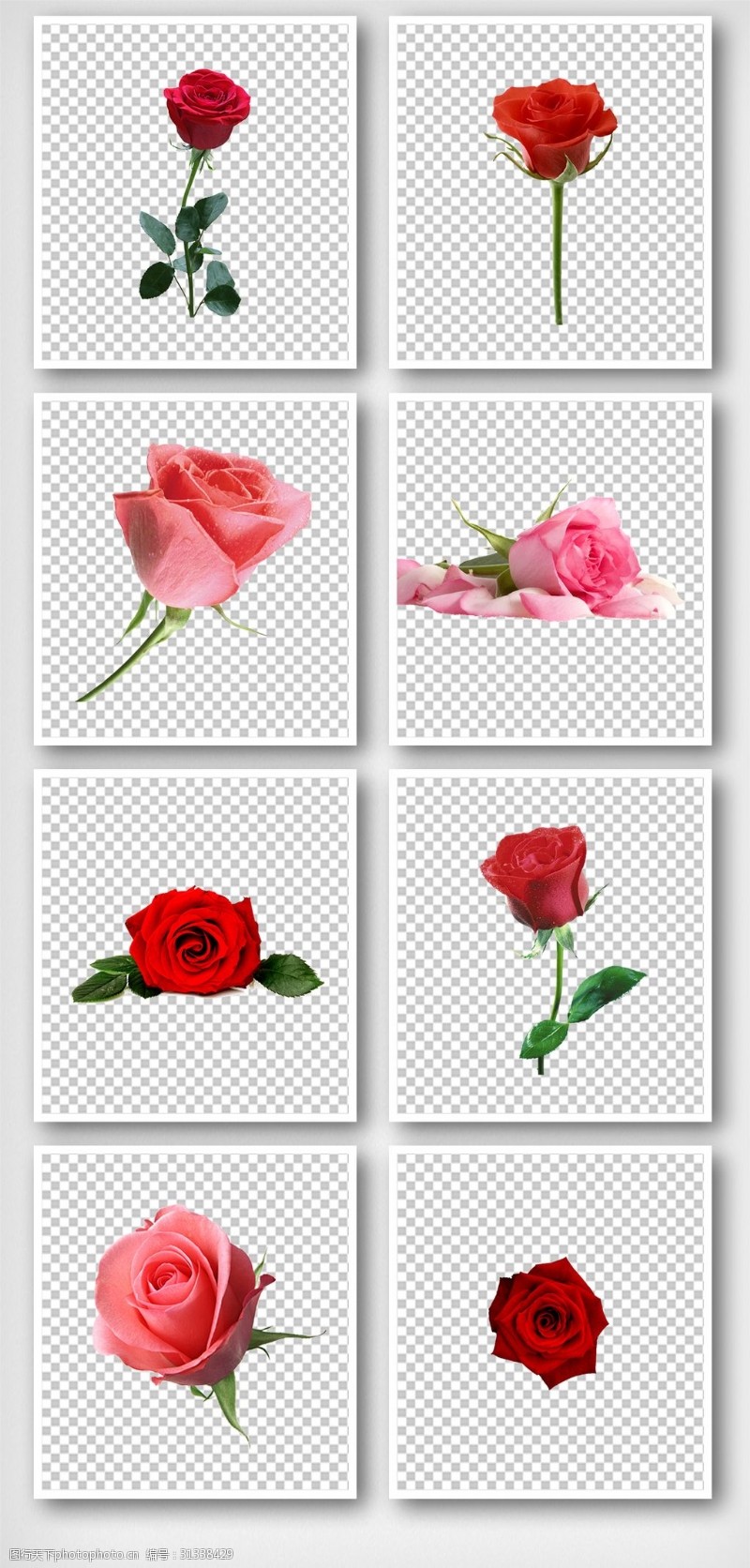 春天背景墙情人节常见玫瑰花装饰素材
