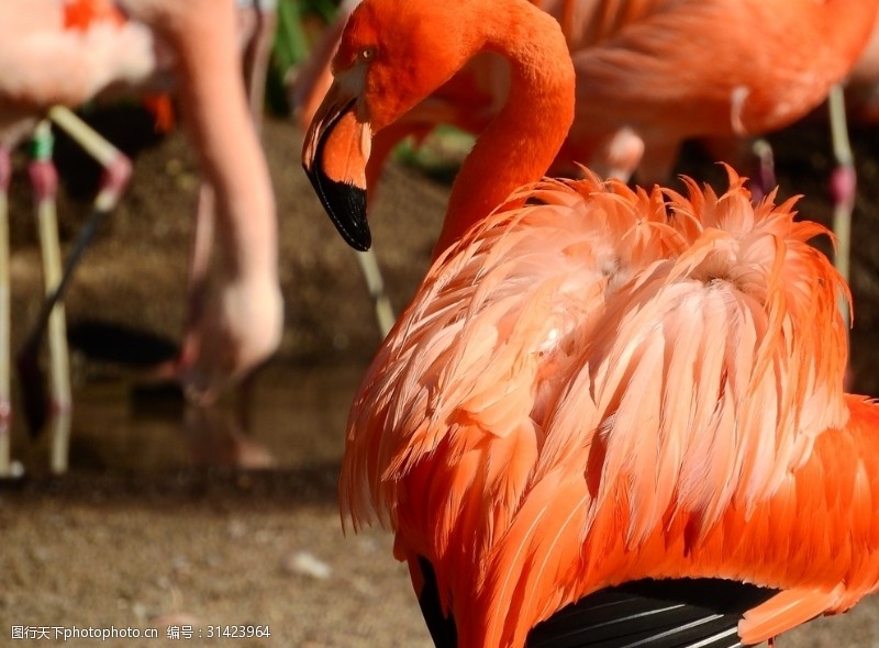 红棕榈火烈鸟