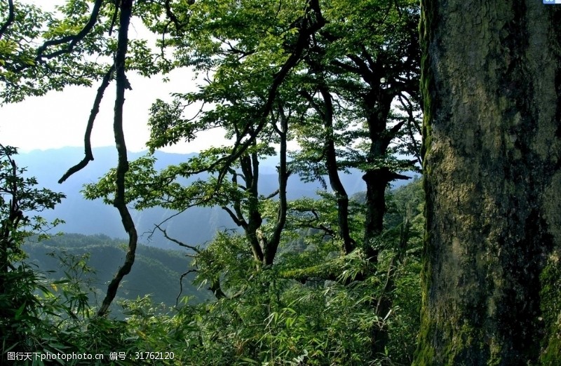 保健康生态原始森林