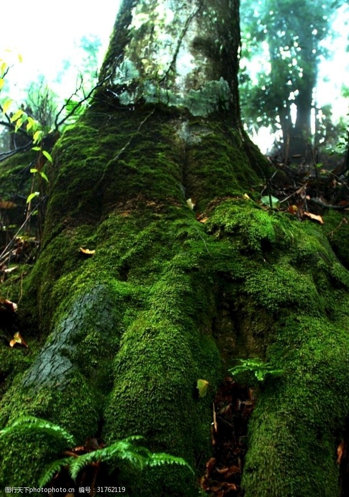 保健康生态原始森林