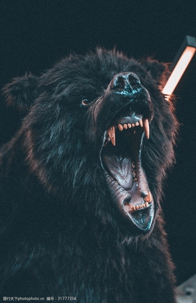 张嘴怒吼的熊