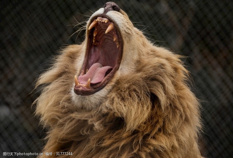 张嘴怒吼的雄狮
