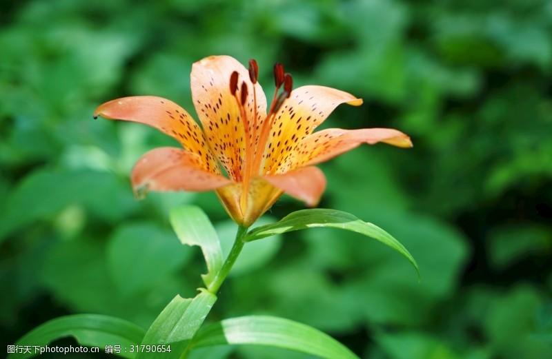 野生百合花野百合花朵绿叶