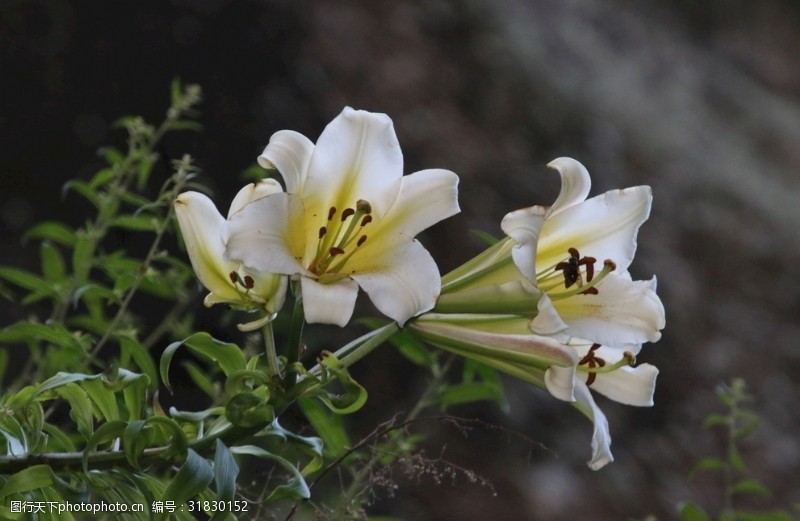 野生百合花百合