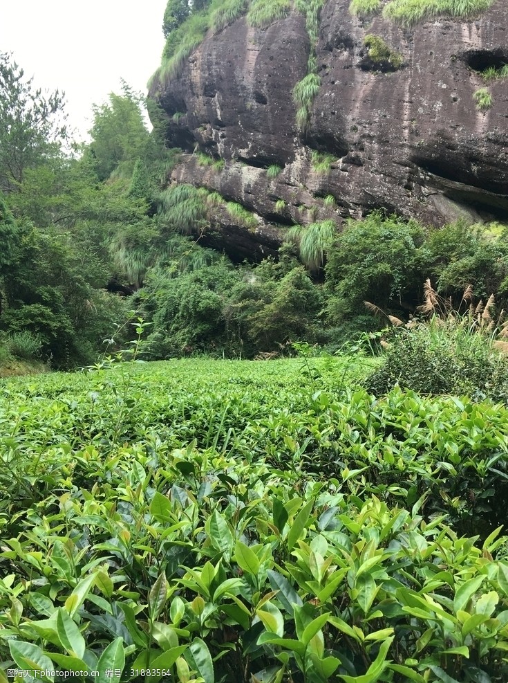 武夷山岩茶